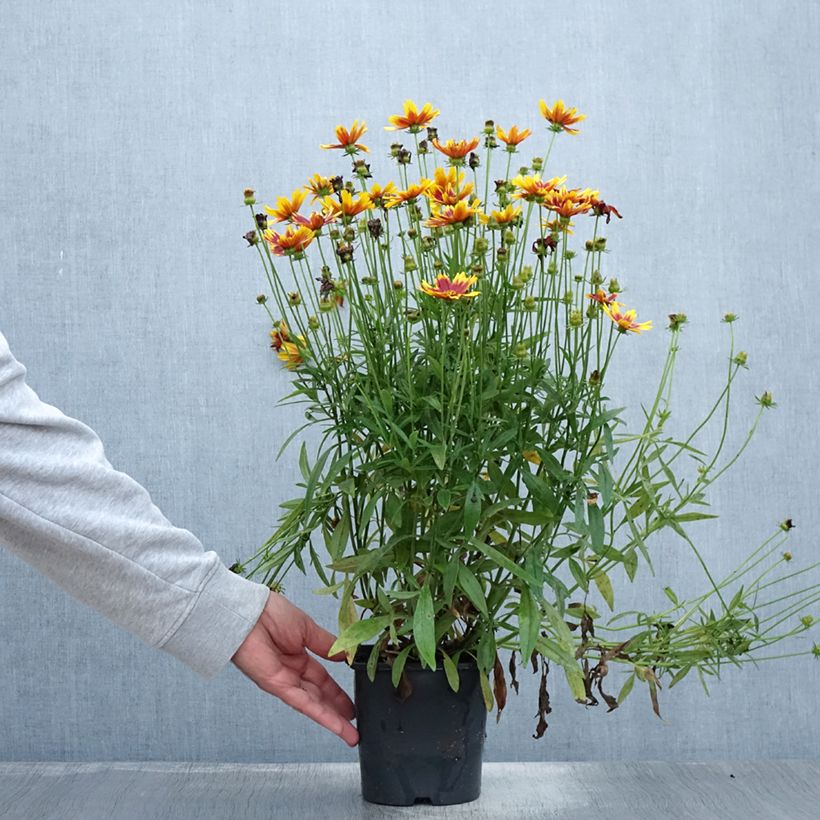Esimerkki kesällä toimitetusta Coreopsis grandiflora Golden Stardust Pot de 1,5L/2L-taimesta