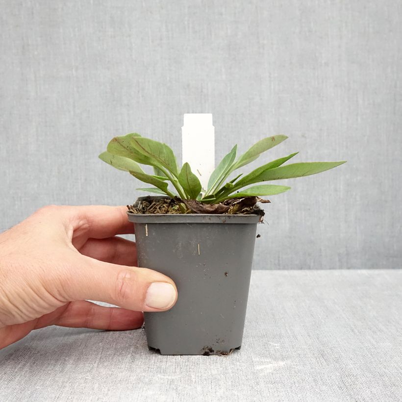 Esimerkki syksyllä toimitetusta Isokaunosilmä Solar Fancy 7/8 cm taimiruukku-taimesta