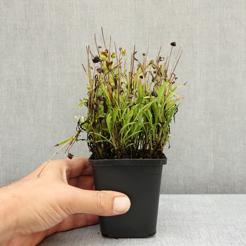 Esimerkki kesällä toimitetusta Isokaunosilmä Sunkiss 8/9 cm taimiruukku-taimesta