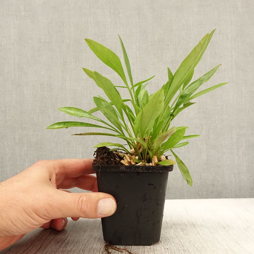 Esimerkki syksyllä toimitetusta Aurinkokaunosilmä Baby Gold 8/9 cm taimiruukku-taimesta