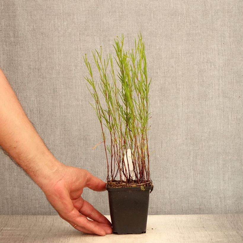 Esimerkki kesällä toimitetusta Syyskaunosilmä Limerock Passion Taimiruukku 8/9 cm-taimesta