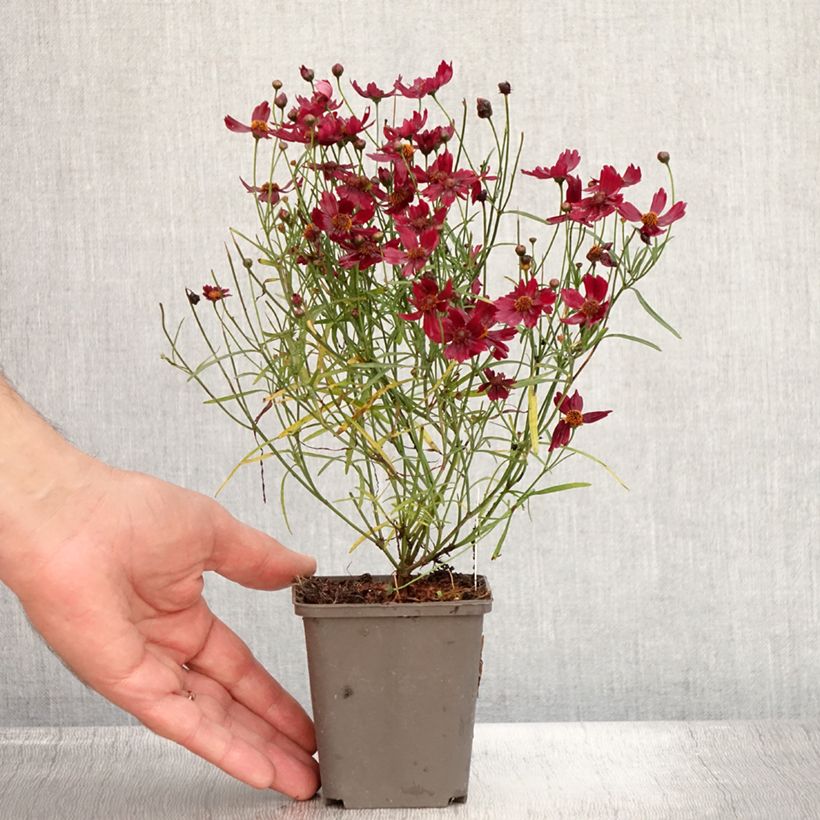 Esimerkki kesällä toimitetusta Ruusukaunosilmä Limerock ruby Godet de 8/9 cm-taimesta