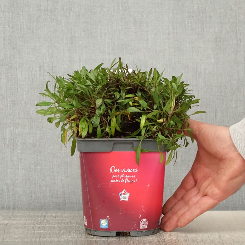 Esimerkki keväällä toimitetusta Ruusukaunosilmä Limerock ruby Pot de 2L/3L-taimesta