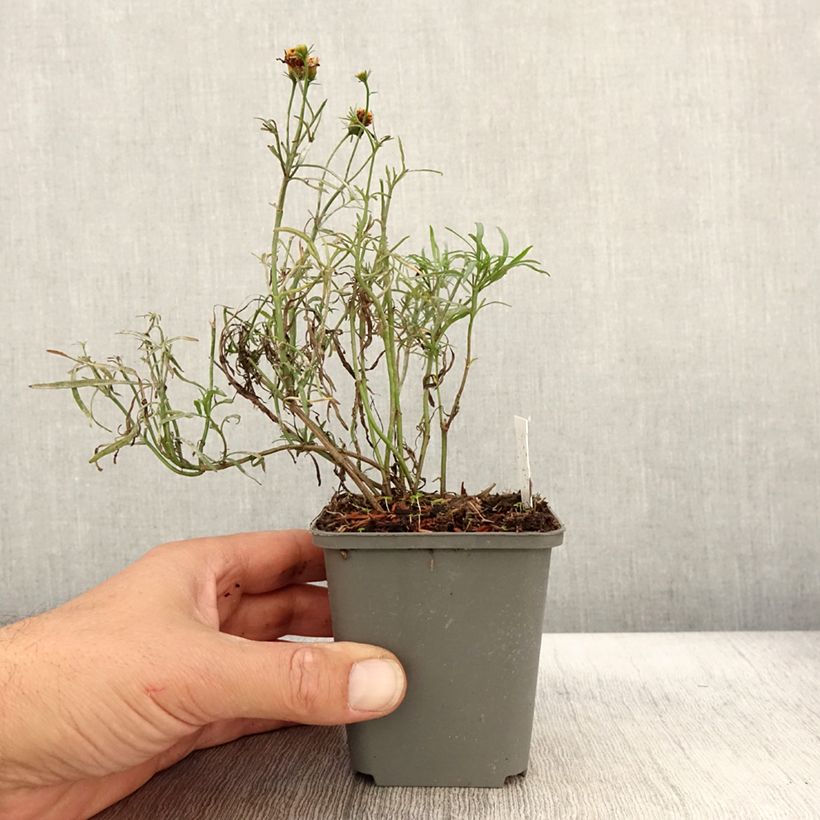 Esimerkki syksyllä toimitetusta Kaunosilmä Madras Magic 8/9 cm taimiruukku-taimesta