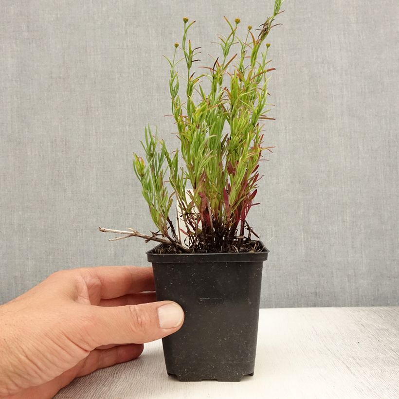 Esimerkki kesällä toimitetusta Kaunosilmä Madras Magic Taimiruukku 8/9 cm-taimesta