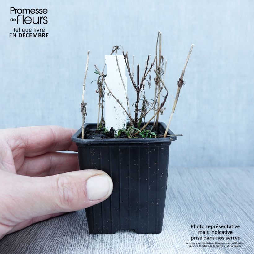 Esimerkki syksyllä toimitetusta Ruusukaunosilmä Nana 8/9 cm taimiruukku-taimesta