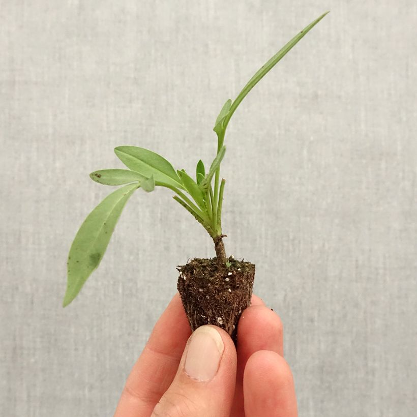 Esimerkki keväällä toimitetusta Kaunosilmä Uptick Cream Mini-motte Ø 3/4 cm-taimesta