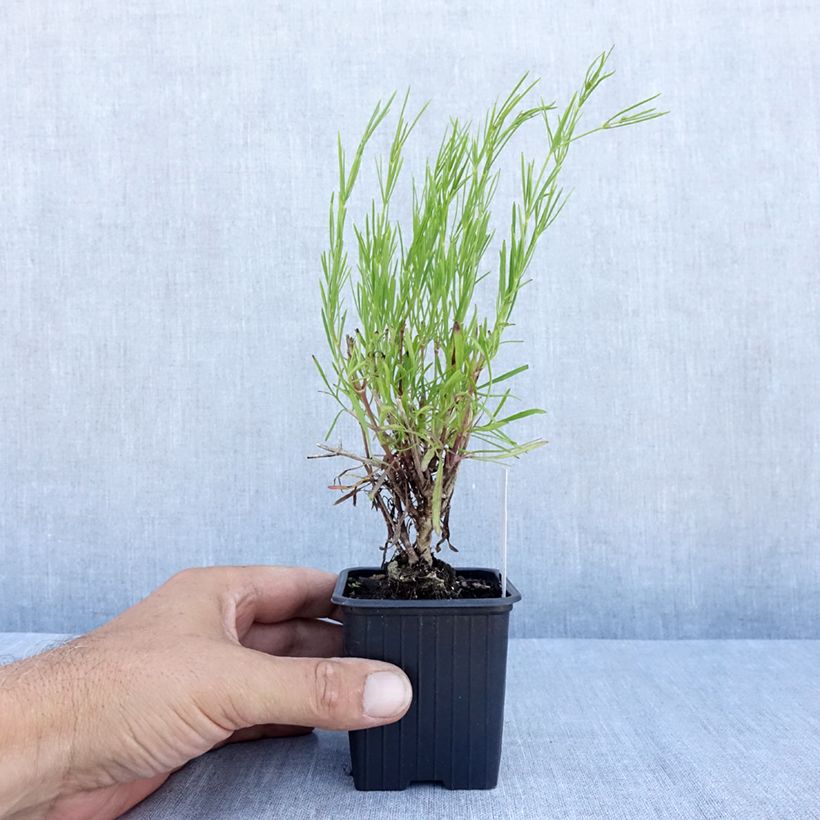Esimerkki kesällä toimitetusta Syyskaunosilmä Bengal Tiger Godet de 8/9 cm-taimesta