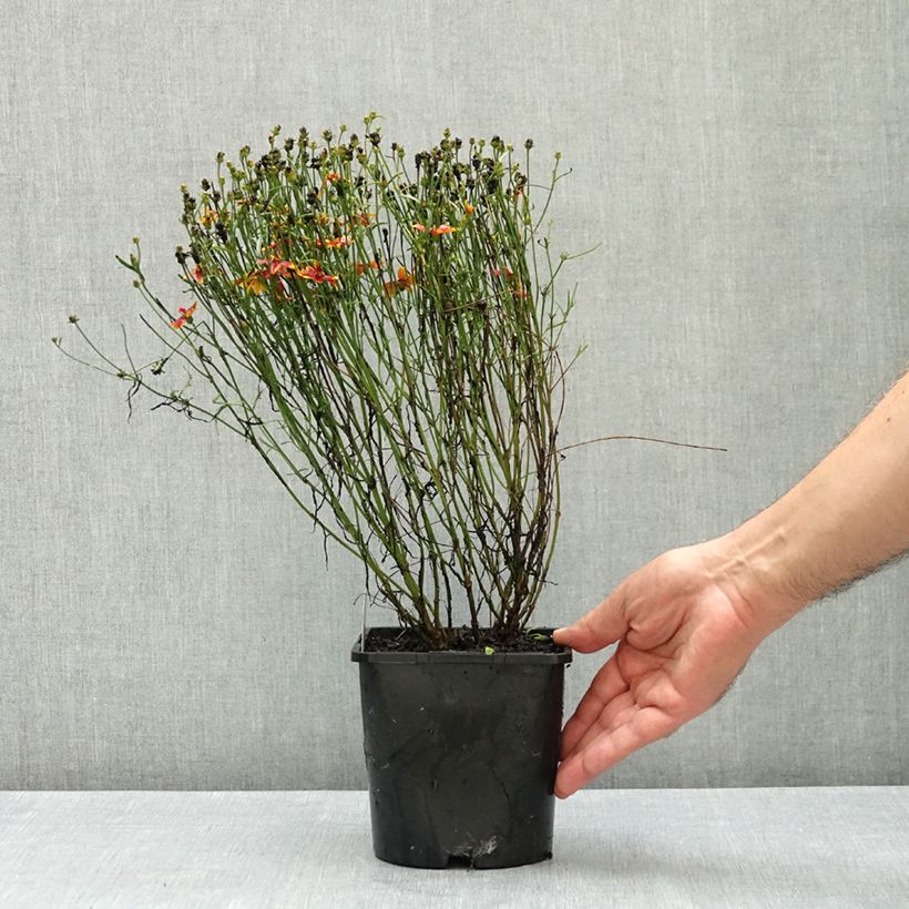 Esimerkki kesällä toimitetusta Syyskaunosilmä Ladybird 1,5 litran / 2 litran kannu-taimesta