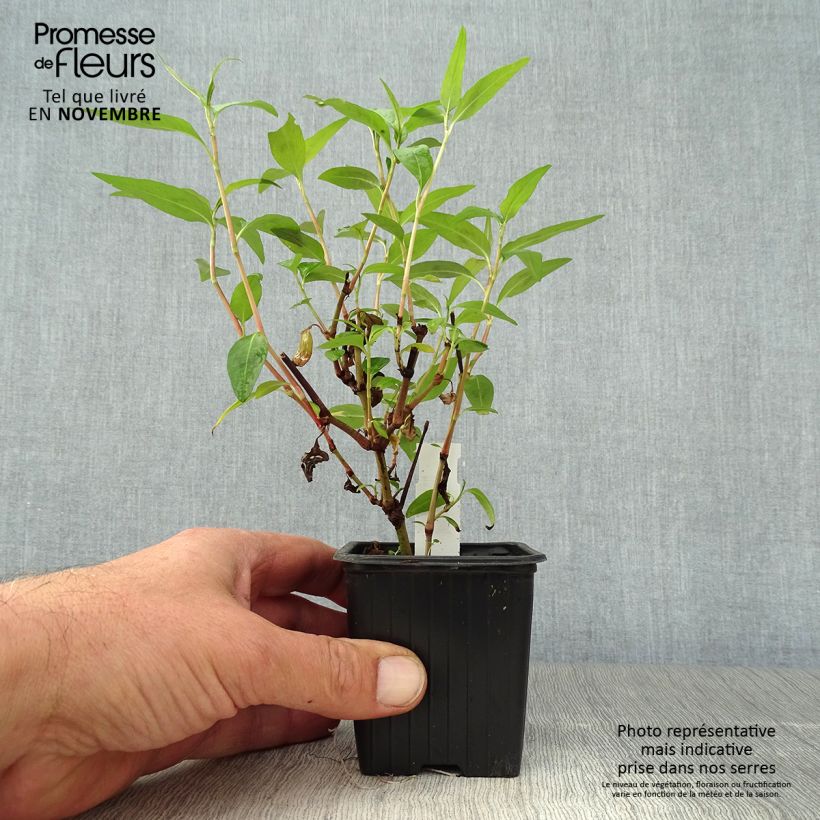 Esimerkki syksyllä toimitetusta Vihannestatar taimena - Persicaria odorata 8/9 cm taimiruukku-taimesta