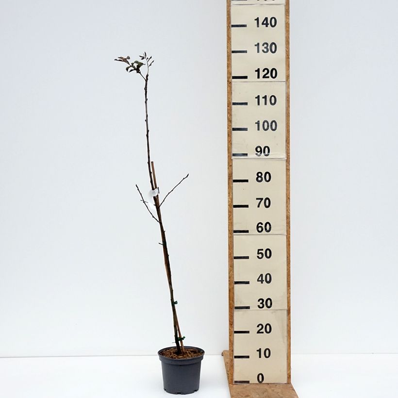 Esimerkki syksyllä toimitetusta Välimerenpihlaja - Sorbus domestica 3 litran/4 litran ruukku-taimesta
