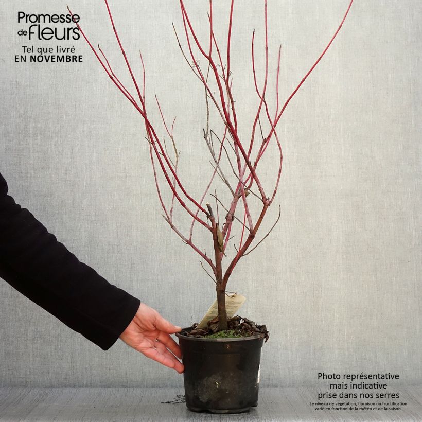Esimerkki syksyllä toimitetusta Pensaskanukka - Cornus alba 2 litran/3 litran ruukku-taimesta