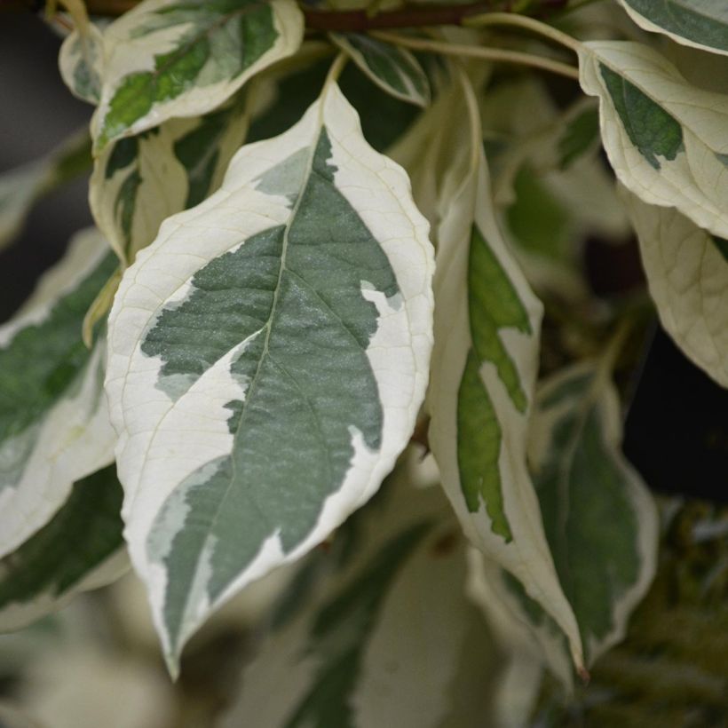 Idänpagodikanukka Variegata (Lehvistö)