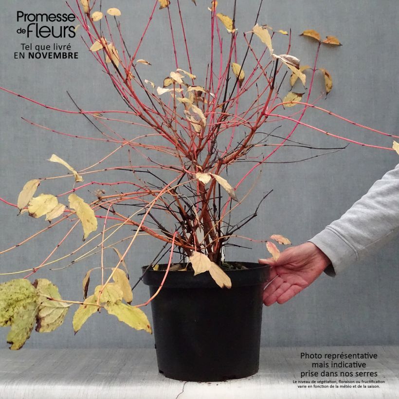 Esimerkki syksyllä toimitetusta Mustamarjakanukka Anny's Winter Orange 7,5 litran / 10 litran ruukku-taimesta