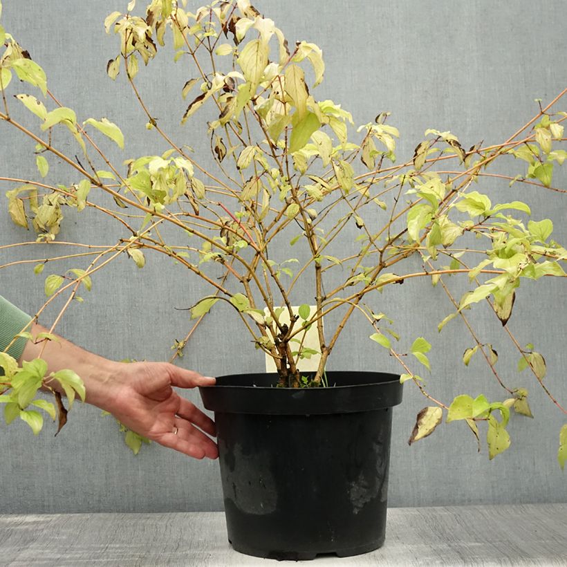 Esimerkki kesällä toimitetusta Mustamarjakanukka Anny's Winter Orange Ruukku 7,5L / 10L-taimesta