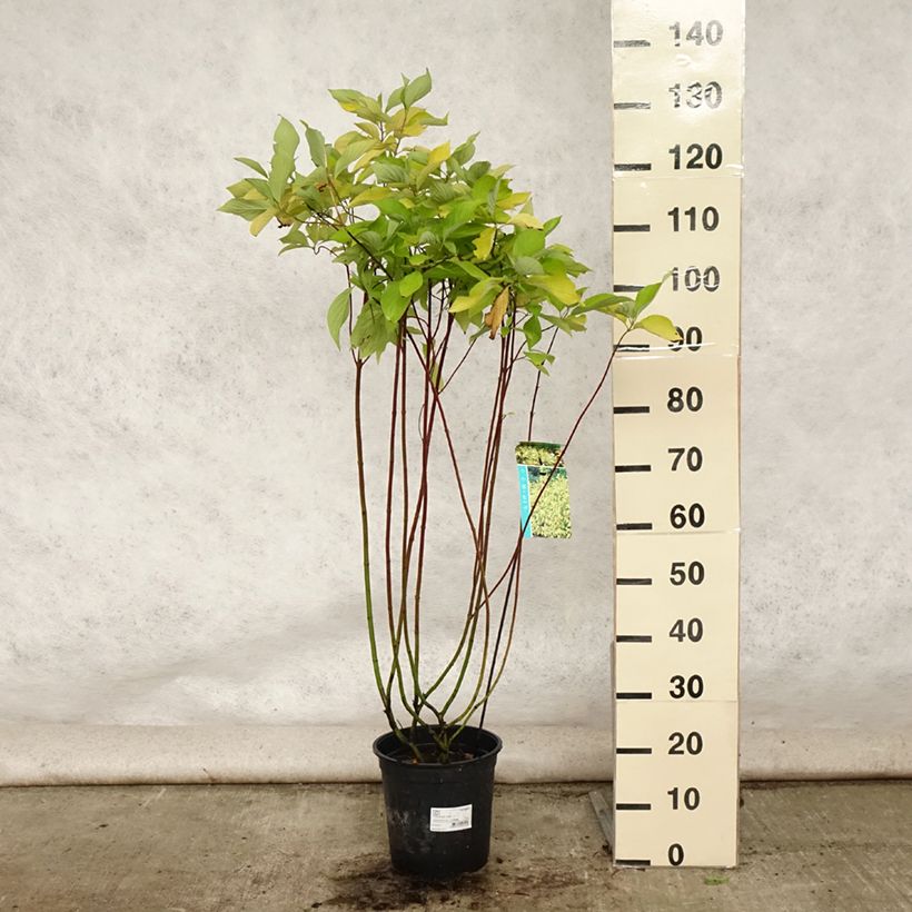 Esimerkki kesällä toimitetusta Pensaskanukka Aurea Pot de 7,5L/10L-taimesta