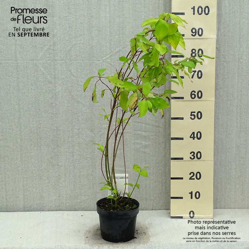 Esimerkki kesällä toimitetusta Pensaskanukka Aurea Pot de 2L/3L-taimesta