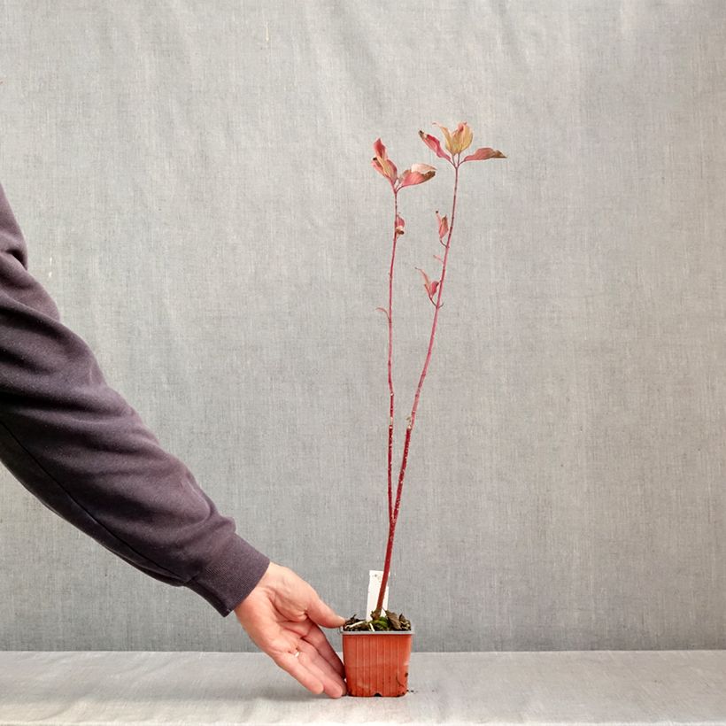 Esimerkki syksyllä toimitetusta Pensaskanukka Aurea 8/9 cm taimiruukku-taimesta