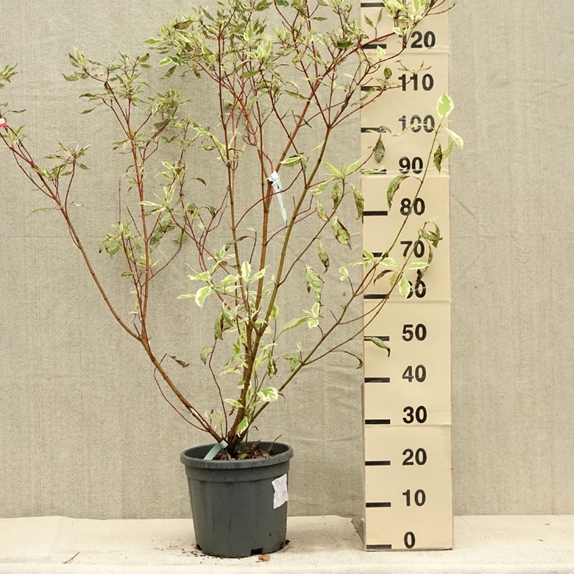Esimerkki kesällä toimitetusta Pensaskanukka Elegantissima Pot de 7,5L/10L-taimesta