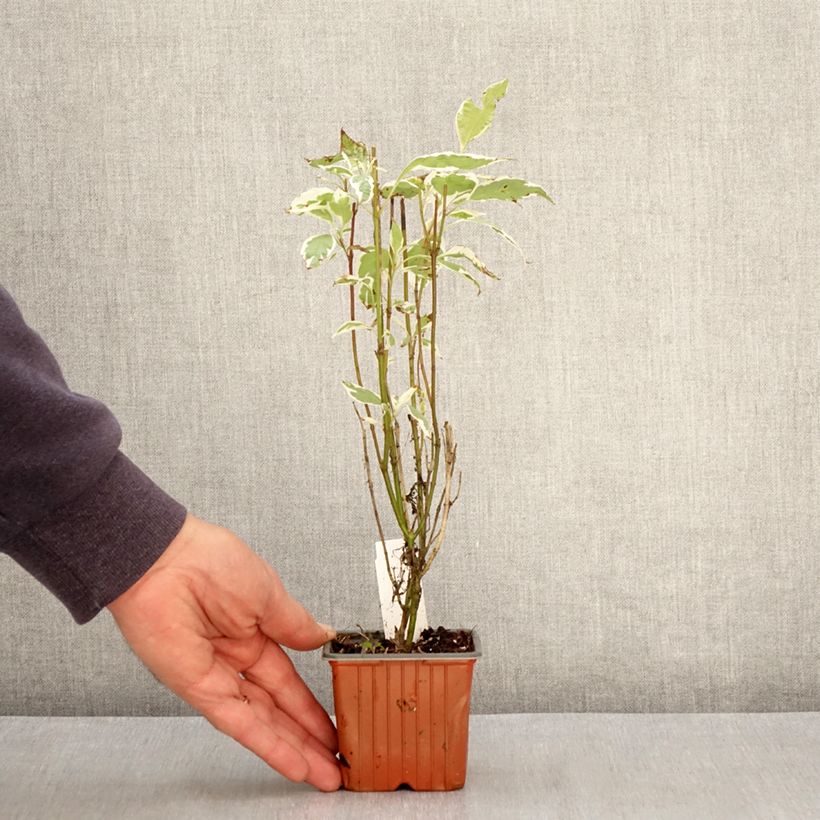 Esimerkki keväällä toimitetusta Pensaskanukka Elegantissima Godet de 8/9 cm-taimesta