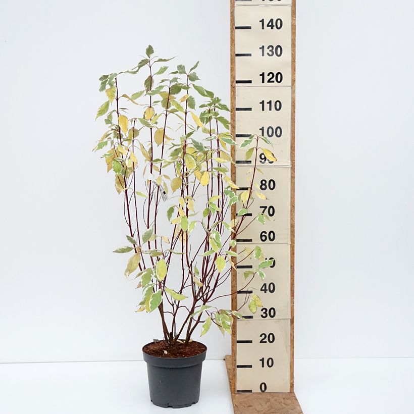 Esimerkki syksyllä toimitetusta Pensaskanukka Elegantissima 7,5 litran / 10 litran ruukku-taimesta