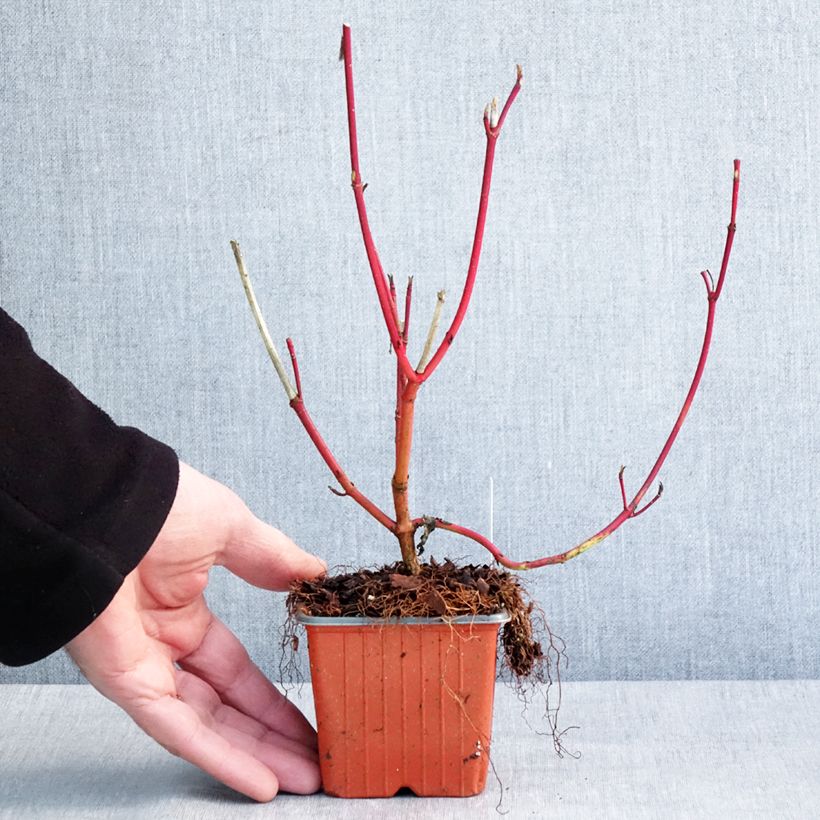 Esimerkki talvella toimitetusta Pensaskanukka Sibirica 8/9 cm taimiruukku-taimesta