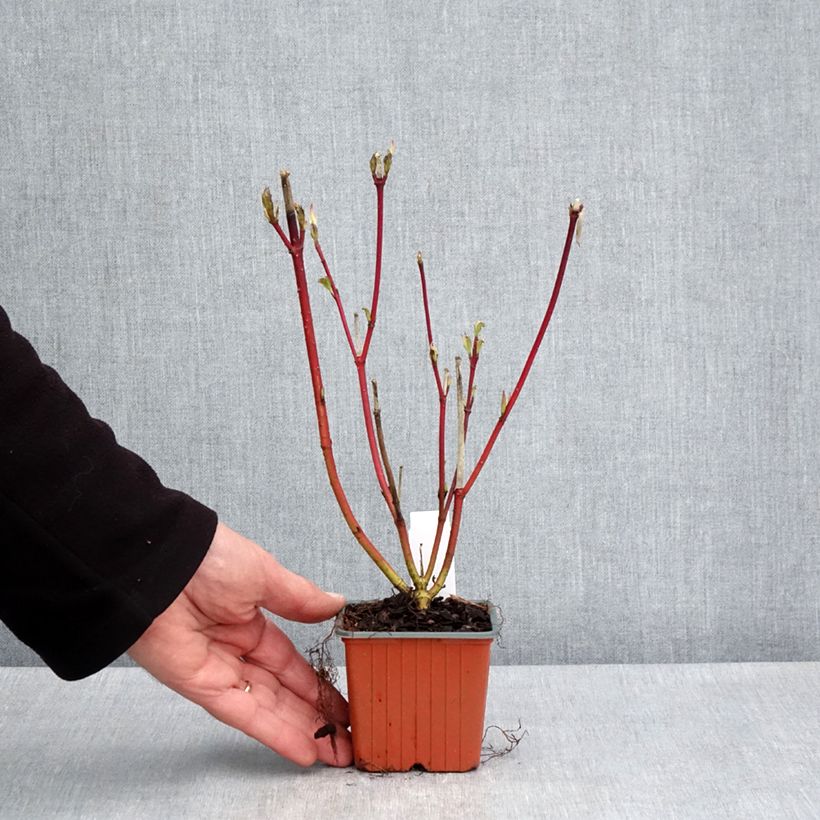 Esimerkki keväällä toimitetusta Pensaskanukka Sibirica Taimiruukku 8/9 cm-taimesta