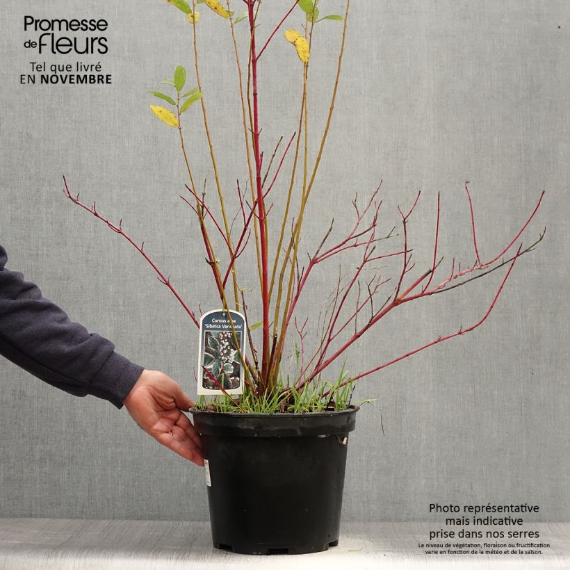 Esimerkki syksyllä toimitetusta Pensaskanukka Sibirica Variegata 7,5 litran / 10 litran ruukku-taimesta