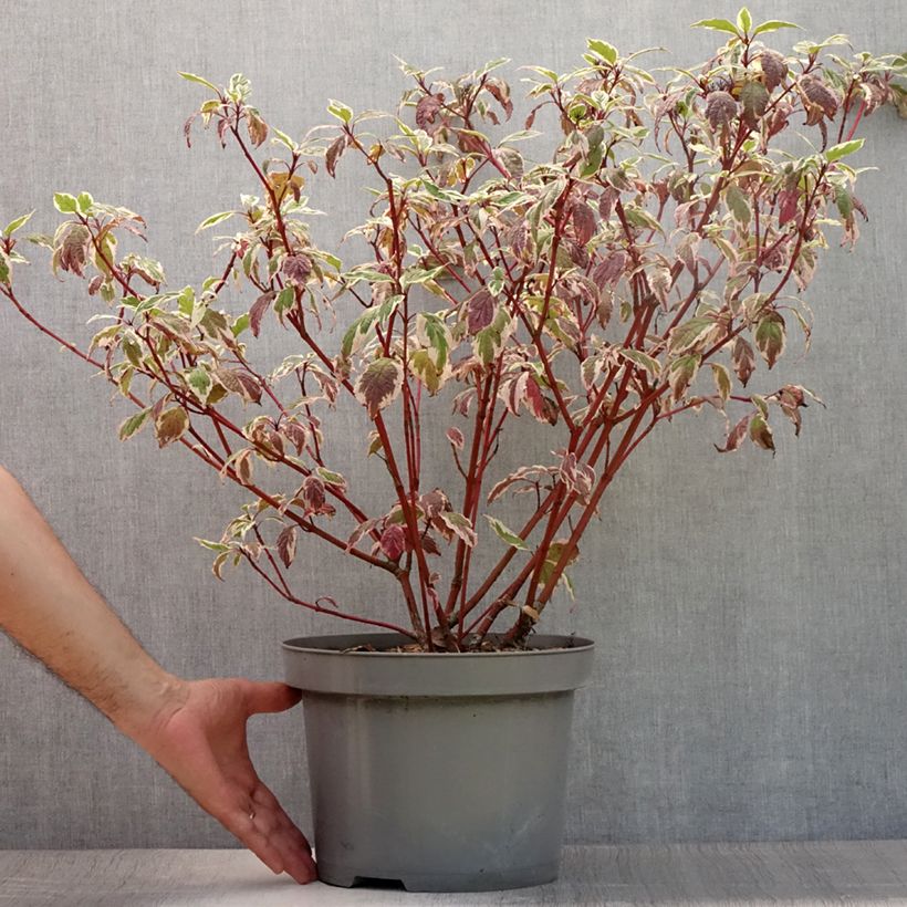 Esimerkki kesällä toimitetusta Pensaskanukka Sibirica Variegata Ruukku 7,5L / 10L-taimesta