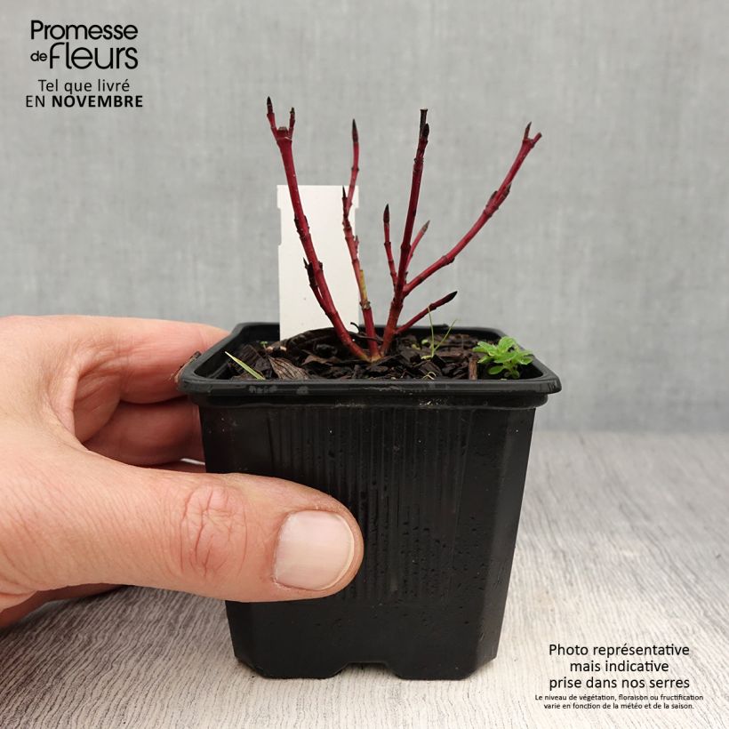 Esimerkki syksyllä toimitetusta Pensaskanukka Sibirica Variegata 8/9 cm taimiruukku-taimesta