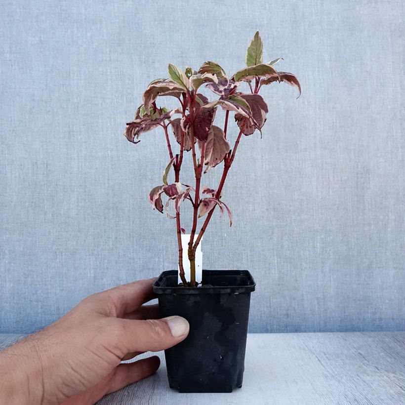 Esimerkki kesällä toimitetusta Pensaskanukka Sibirica Variegata Taimiruukku 8/9 cm-taimesta