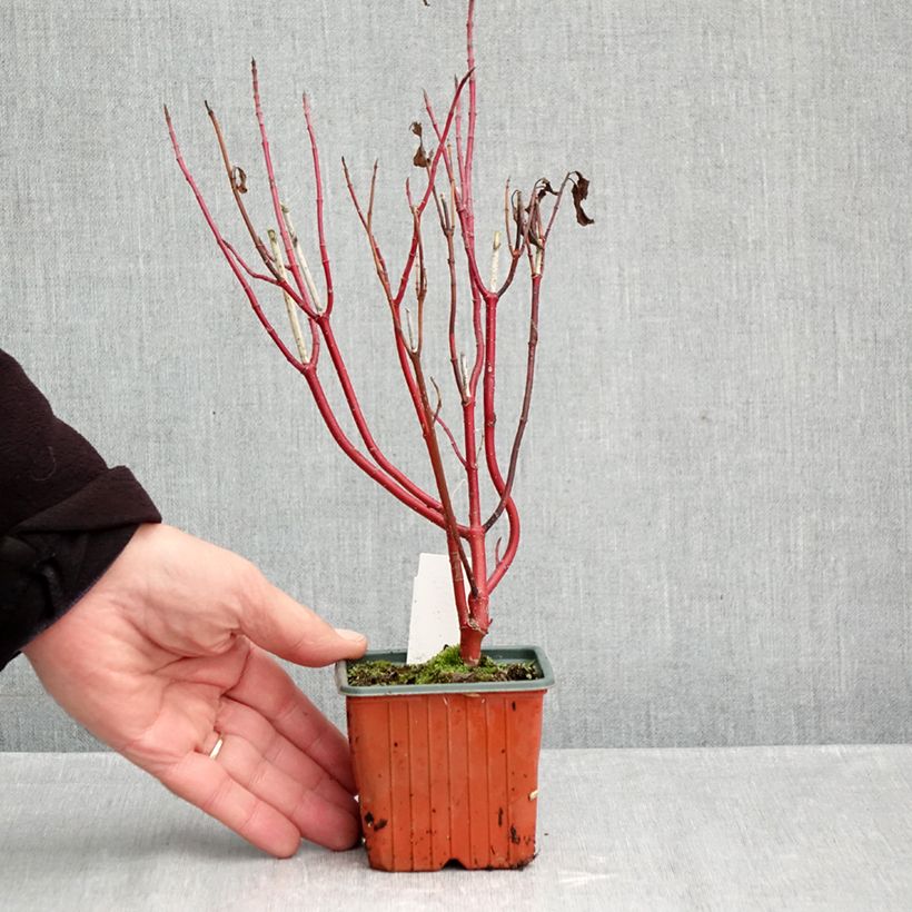 Esimerkki syksyllä toimitetusta Pensaskanukka Spaethii 8/9 cm taimiruukku-taimesta