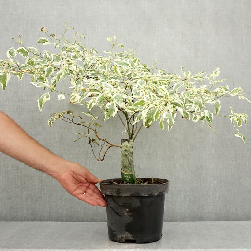 Esimerkki kesällä toimitetusta Lännenpagodikanukka Argentea Pot de 3L/4L-taimesta