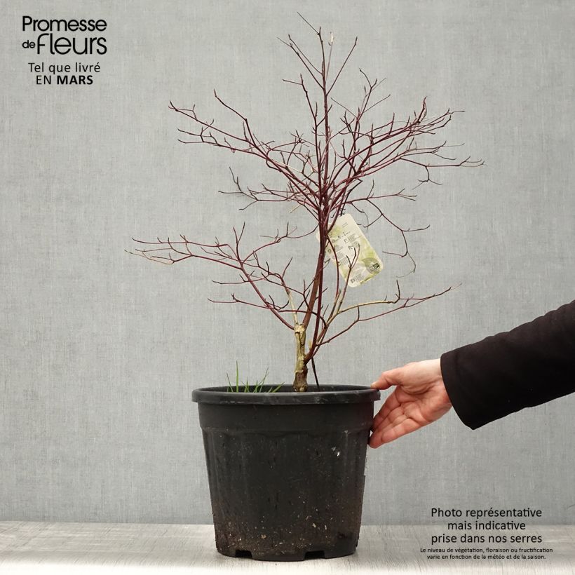 Example of Lännenpagodikanukka Argentea Pot de 12L/15L as you get in printemps