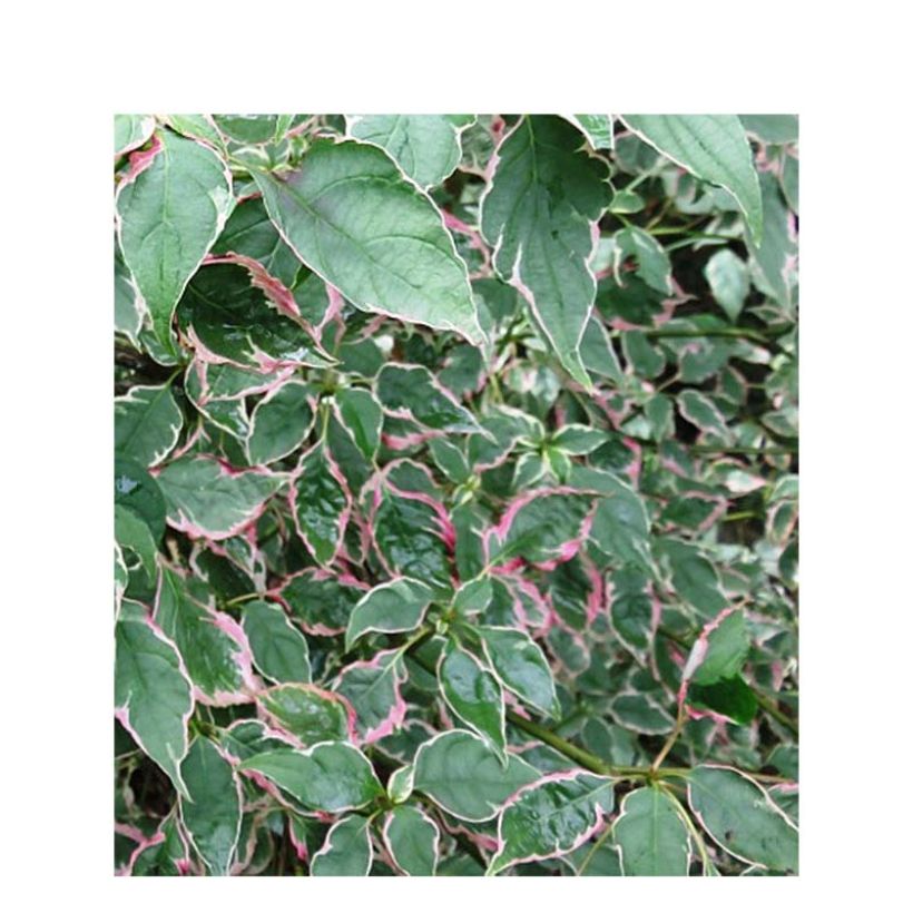 Lännenpagodikanukka Pinky Spots (Lehvistö)