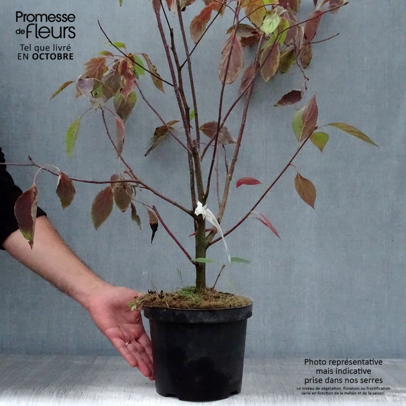 Esimerkki syksyllä toimitetusta Idänpagodikanukka - Cornus controversa 4 litran/5 litran ruukku-taimesta