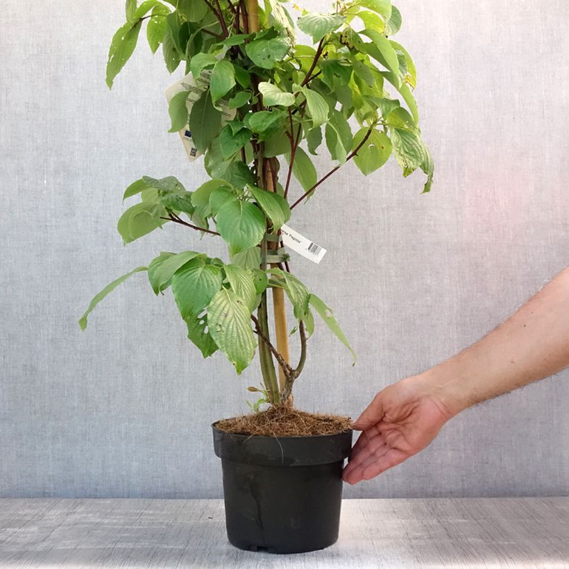 Esimerkki kesällä toimitetusta Idänpagodikanukka Pagoda Pot de 4L/5L-taimesta