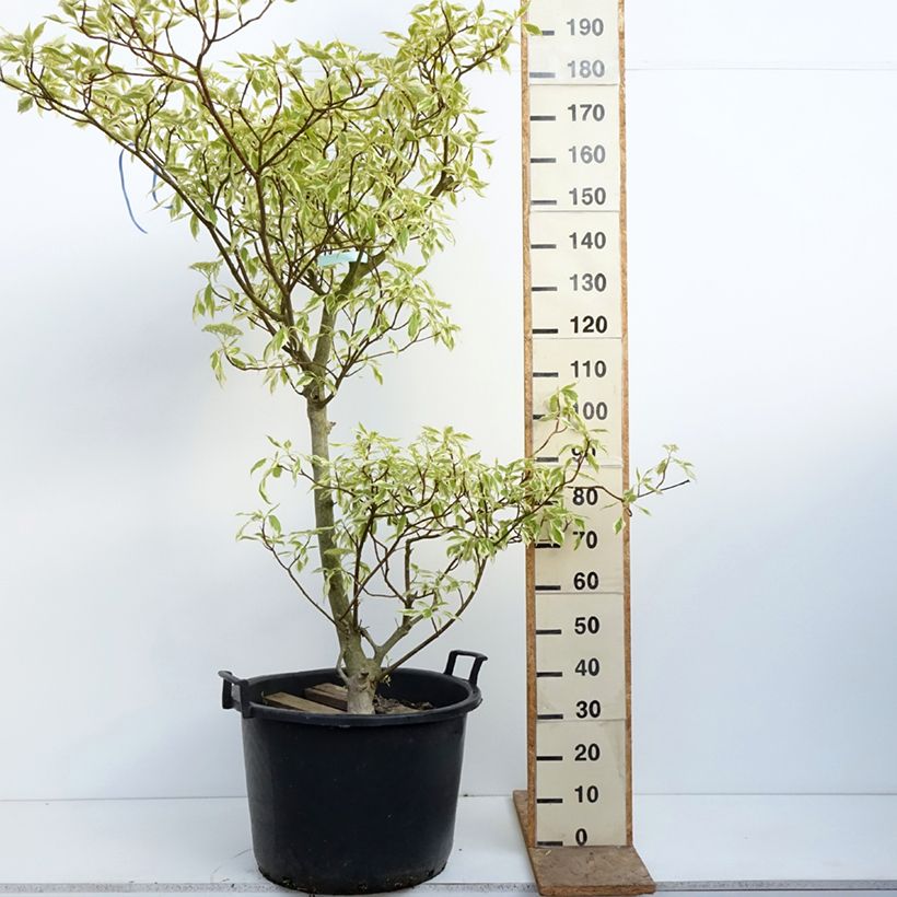 Esimerkki keväällä toimitetusta Idänpagodikanukka Variegata Ruukku 50L / 55L-taimesta