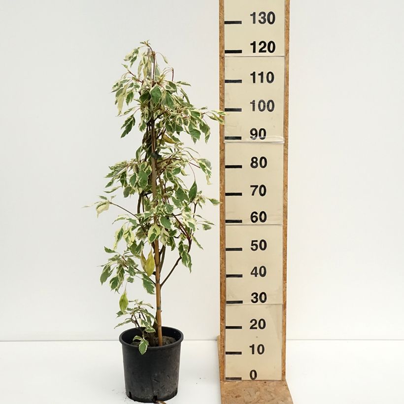 Esimerkki kesällä toimitetusta Idänpagodikanukka Variegata Ruukku 7,5L / 10L-taimesta