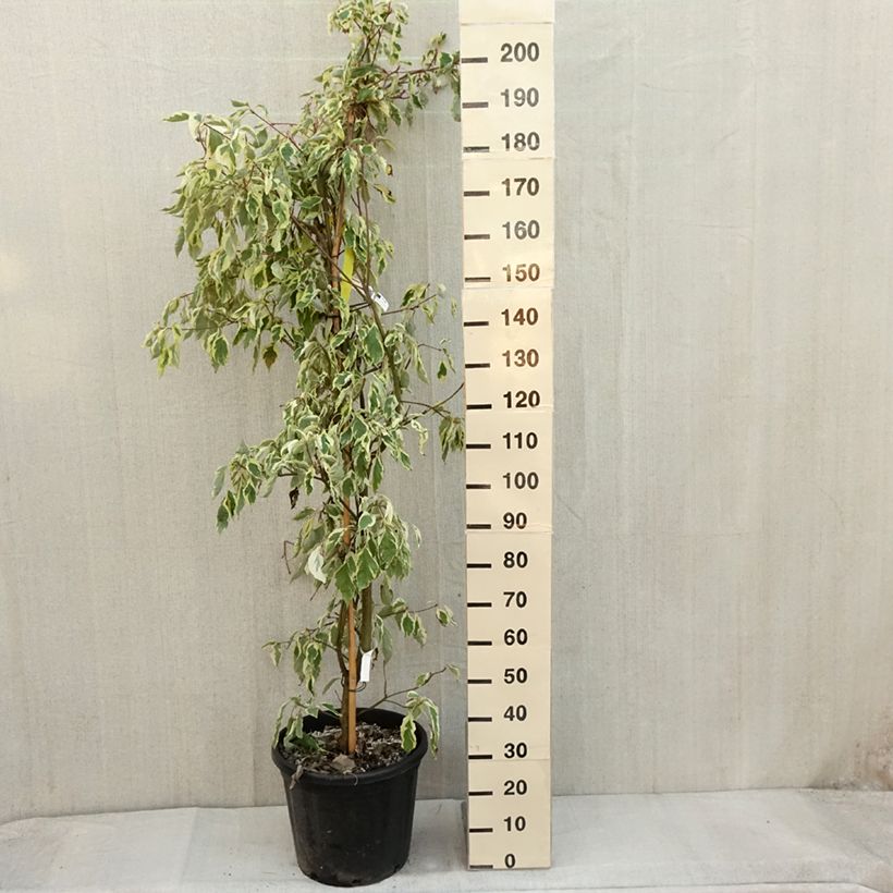 Esimerkki syksyllä toimitetusta Cornus controversa Variegata - Cornouiller des Pagodes panaché Pot de 50L/55L-taimesta