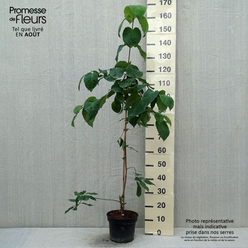 Esimerkki kesällä toimitetusta Oregoninkanukka Eddie's White Wonder Pot de 4L/5L-taimesta