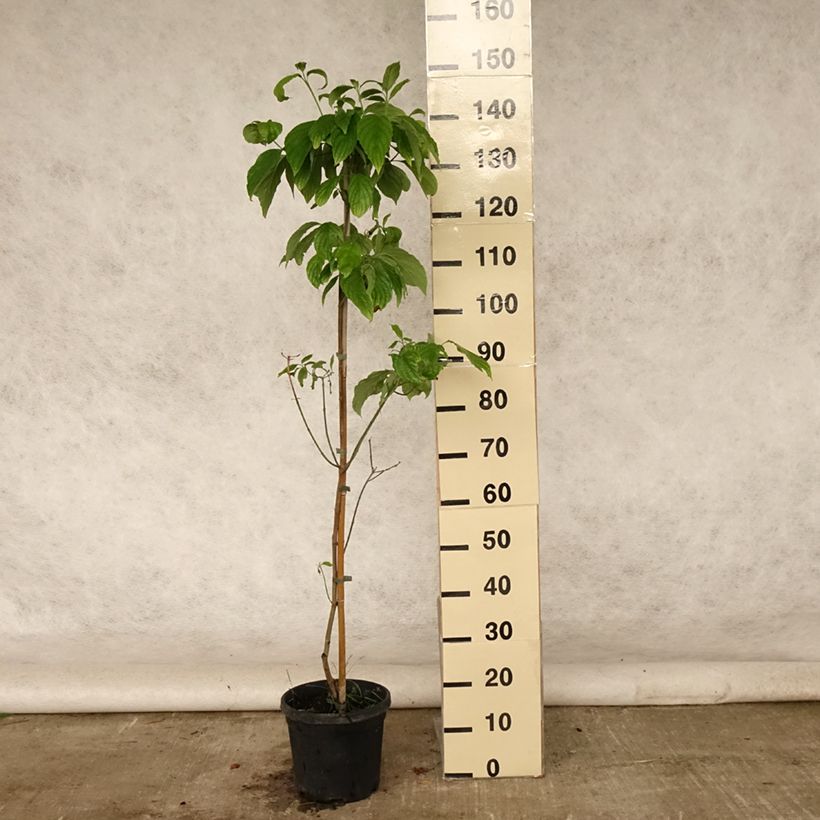 Esimerkki kesällä toimitetusta Lännenkukkakanukka Cloud Nine Pot de 4L/5L-taimesta