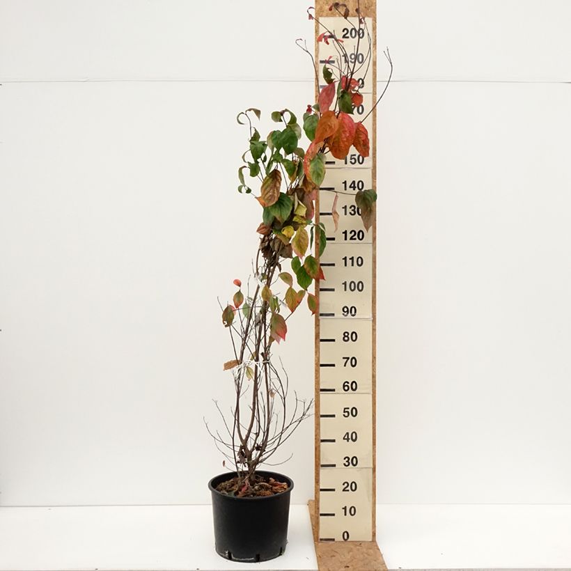 Esimerkki syksyllä toimitetusta Lännenkukkakanukka - Cornus florida 18 litran/20 litran ruukku-taimesta