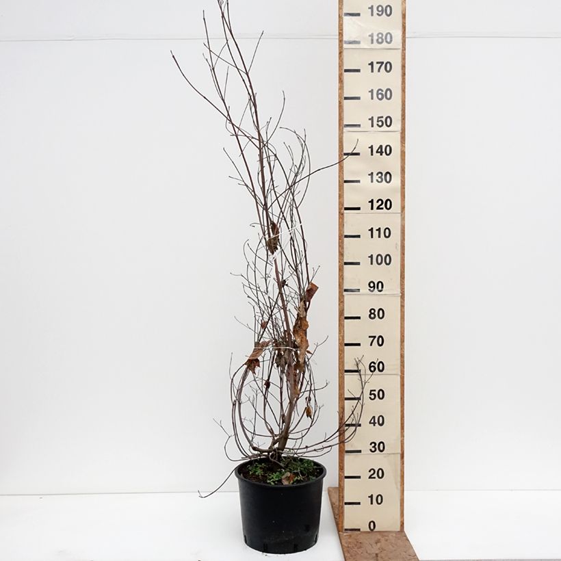 Example of Lännenkukkakanukka - Cornus florida Pot de 18L/20L as you get in hiver