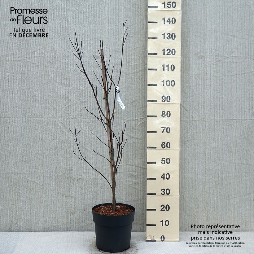 Esimerkki syksyllä toimitetusta Lännenkukkakanukka - Cornus florida 7,5 litran / 10 litran ruukku-taimesta