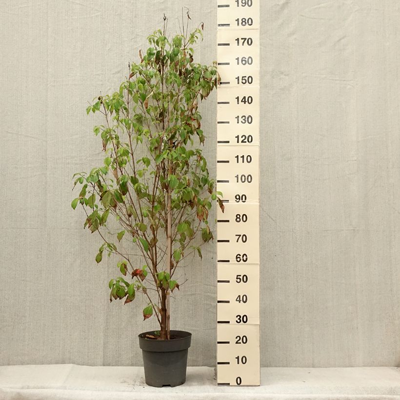 Esimerkki kesällä toimitetusta Lännenkukkakanukka - Cornus florida Ruukku 7,5L / 10L-taimesta