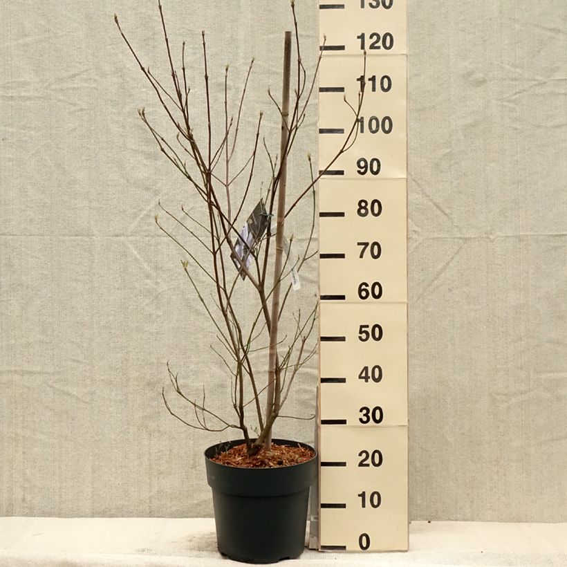 Example of Lännenkukkakanukka - Cornus florida Pot de 7,5L/10L as you get in printemps