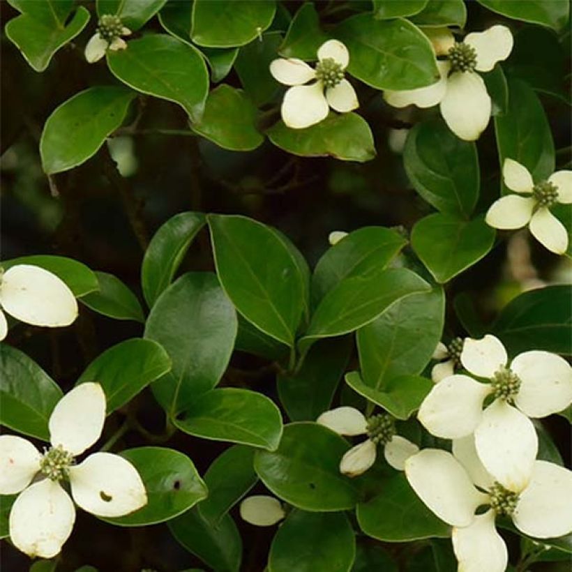 Liljakanukka - Cornus hongkongensis (Lehvistö)