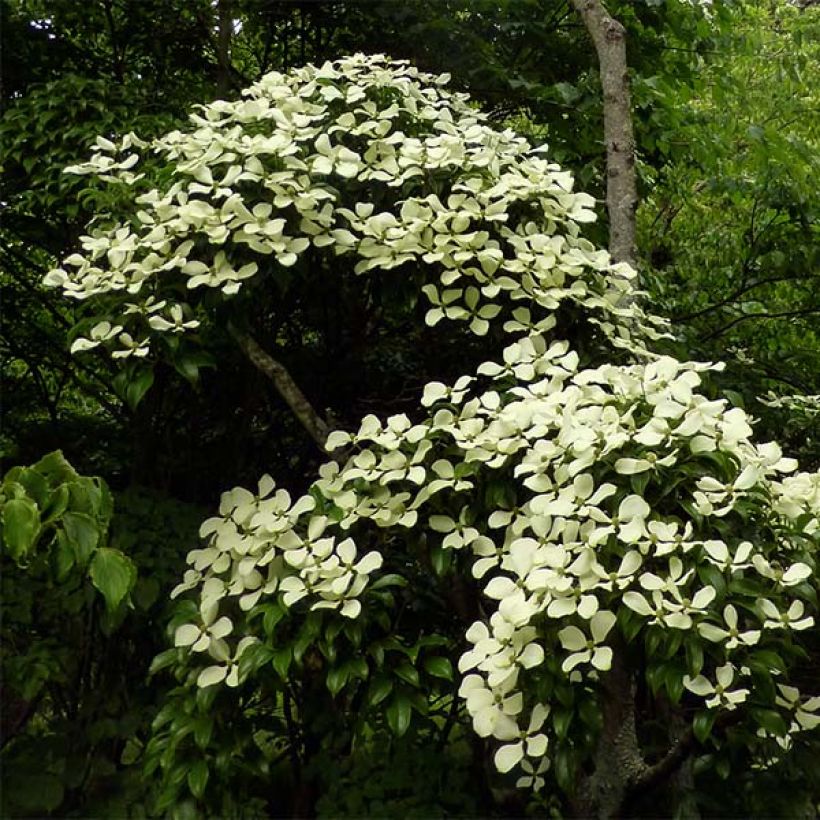 Liljakanukka - Cornus hongkongensis (Kasvutapa)