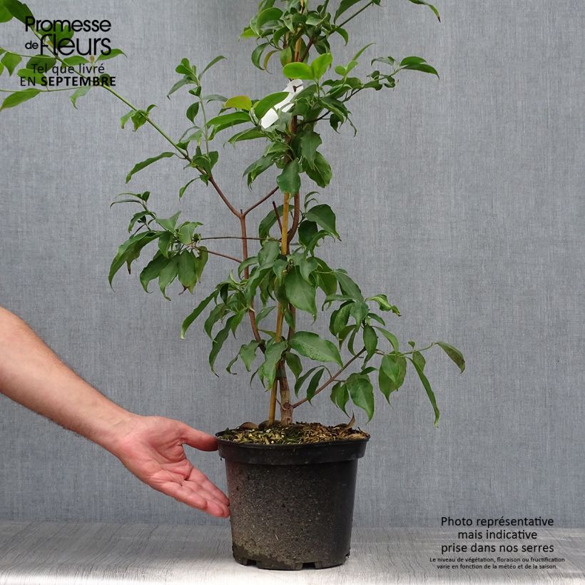 Esimerkki syksyllä toimitetusta Liljakanukka - Cornus hongkongensis 2 litran/3 litran ruukku-taimesta